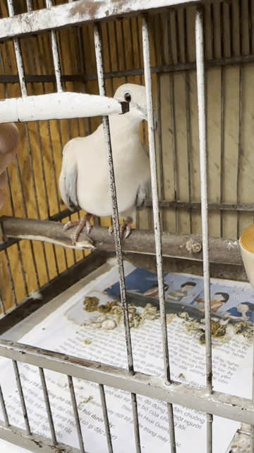 cặp cu  gáy thuần. Mua bán Chim tại Thành phố Biên Hòa Đồng Nai được đăng bởi Kenny Kenny hình 1