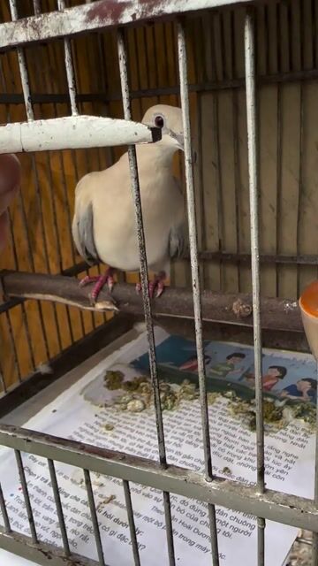 cặp cu  gáy thuần. Mua bán Chim tại Thành phố Biên Hòa Đồng Nai được đăng bởi Kenny Kenny hình 1