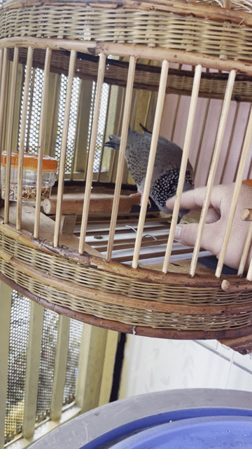 Chim Cu gáy khách trống. Mua bán Chim tại Huyện Bình Chánh Tp Hồ Chí Minh được đăng bởi Lê thành tiến hình 1