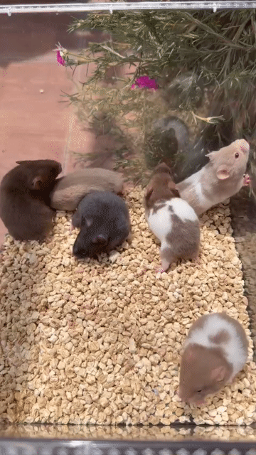 Hamster bear f1 lông sát. Mua bán Thú cưng khác tại Quận 7 Tp Hồ Chí Minh được đăng bởi Mi Nguyễn hình 1