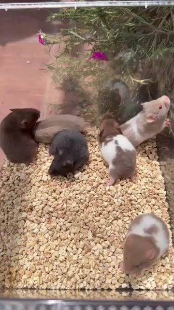 Hamster bear f1 lông sát. Mua bán Thú cưng khác tại Quận 7 Tp Hồ Chí Minh được đăng bởi Mi Nguyễn hình 1