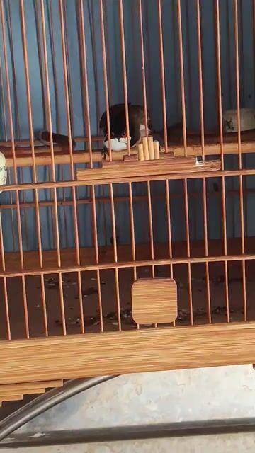 Chim chào mào trống 2 mùa. Mua bán Chim tại Quận Bình Tân Tp Hồ Chí Minh được đăng bởi Trương Tấn Phát hình 1