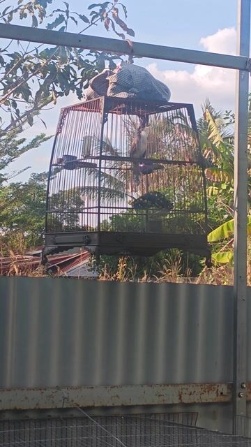 2tr chào mào. Mua bán Chim tại Huyện Bến Cầu Tây Ninh được đăng bởi phong ma hình 1