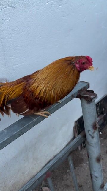 Gà tre Tân Châu Đực Vàng khét. Mua bán Gà tại Huyện Kiến Xương Thái Bình được đăng bởi Nguyen Chuong hình 1