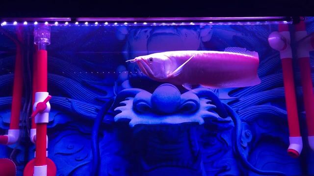 Cá Ngân long Vàng 48-50cm. Mua bán Thú cưng khác tại Quận Tân Phú Tp Hồ Chí Minh được đăng bởi Thanh Le hình 1