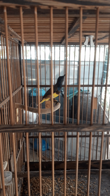 Chim hút mật Mùa 2. Mua bán Chim tại Huyện Mỏ Cày Bắc Bến Tre được đăng bởi tre lai bến tre hình 1