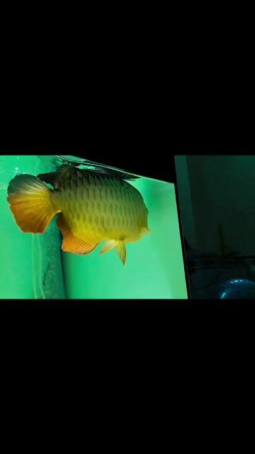 Cá cảnh màu Vàng size 57. Mua bán Thú cưng khác tại Quận 12 Tp Hồ Chí Minh được đăng bởi Phùng chí tâm hình 1