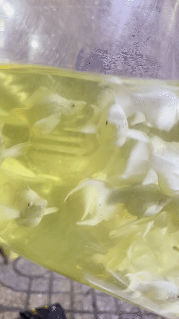 Cá Molly Trắng Size lớn combo 10 bé bao ship hcm. Mua bán Thú cưng khác tại Quận 8 Tp Hồ Chí Minh được đăng bởi Nguyễn Đạt hình 1