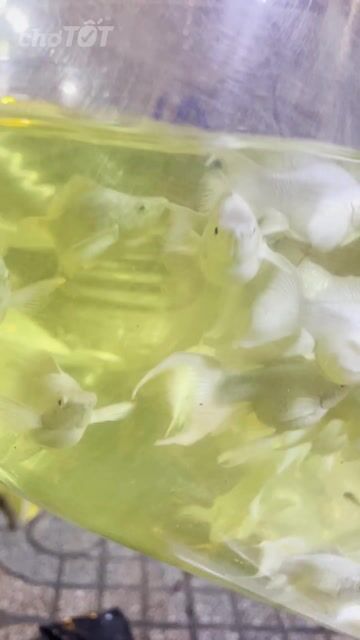 Cá Molly Trắng Size lớn combo 10 bé bao ship hcm. Mua bán Thú cưng khác tại Quận 8 Tp Hồ Chí Minh được đăng bởi Nguyễn Đạt hình 1