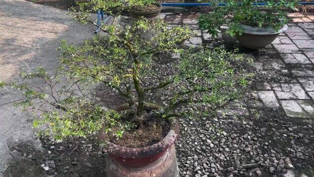 Cây kiểng Bonsai. Mua bán Cây cảnh, đồ trang trí tại Huyện Cái Bè Tiền Giang được đăng bởi 1994   ý mỹ Thuận hình 1
