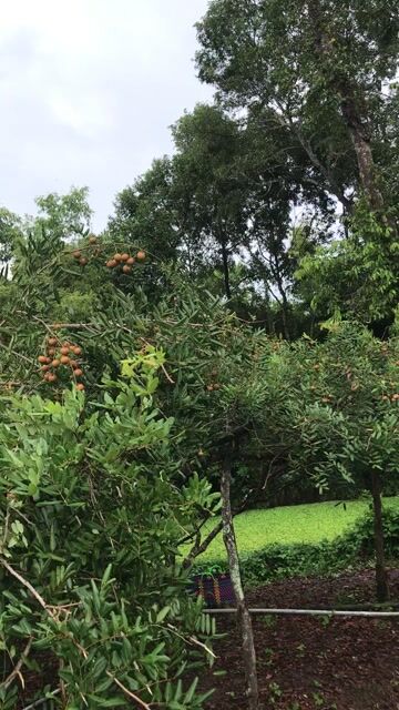 Nhãn xuồng An Giang Trái cây tươi. Mua bán Đồ ăn, thực phẩm và các loại khác tại Quận Tân Phú Tp Hồ Chí Minh được đăng bởi  Hai Đang huynh hình 1