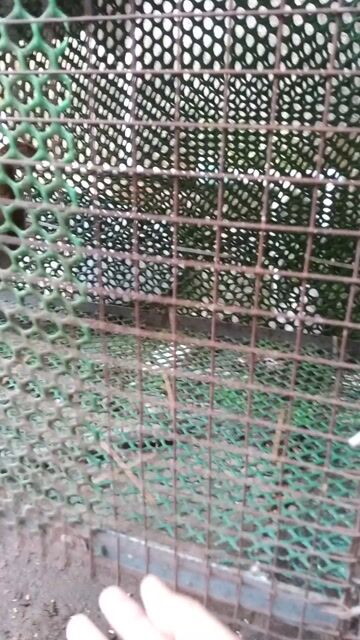 Gà giống mái 2.5 tháng. Mua bán Gà tại Thành phố Thuận An Bình Dương được đăng bởi chuồng gà thuận giao  hình 1