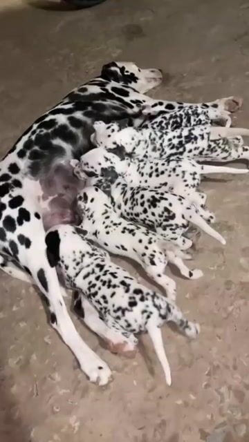 9nút cực đều Chó Đốm nhìn là Mê. Mua bán Chó tại Huyện Củ Chi Tp Hồ Chí Minh được đăng bởi Nguyễn Huy hình 1