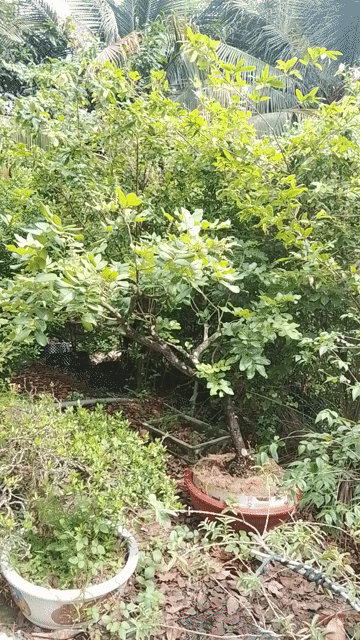 Cây cảnh trang trí nhà cửa thanh lọc không khí. Mua bán Cây cảnh, đồ trang trí tại Thành phố Cao Lãnh Đồng Tháp được đăng bởi Anh Huy hình 1