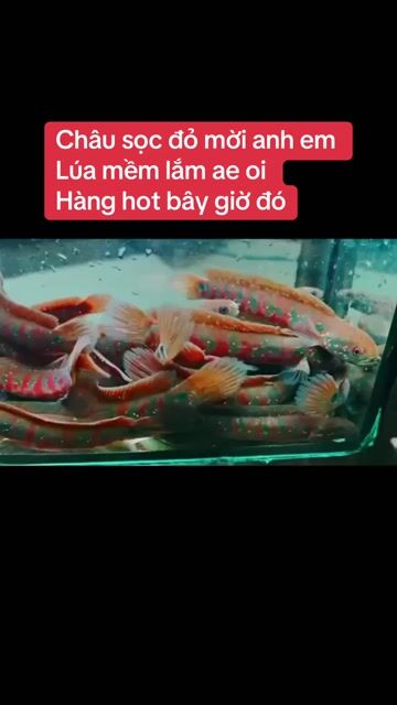 Cá lóc chân châu sọc lửa. Mua bán Thú cưng khác tại Quận Gò Vấp Tp Hồ Chí Minh được đăng bởi Diễn Viên Xiếc Trọng Nghĩa hình 1