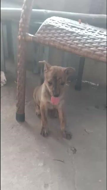 Chó Vện lai cỏ. Mua bán Chó tại Huyện Hóc Môn Tp Hồ Chí Minh được đăng bởi my my hình 1