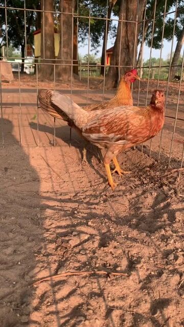 Gà tre mái. Mua bán Gà tại Huyện Đức Hòa Long An được đăng bởi Thuận hình 1