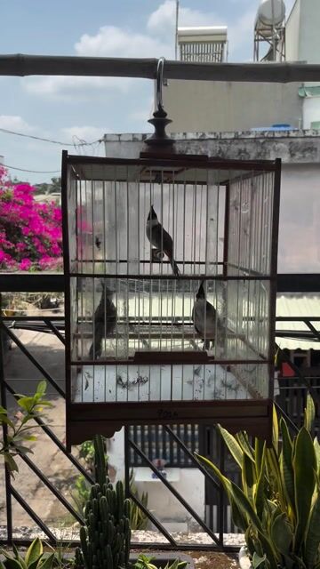 bán hoặc gl chim khác. Mua bán Chim tại Quận Tân Bình Tp Hồ Chí Minh được đăng bởi nguyễn minh khánh hình 1