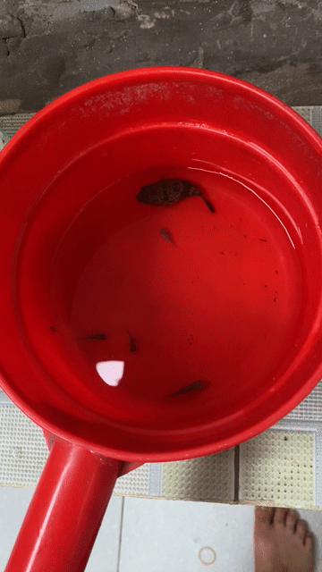 Cá cảnh size 6/7 Vàng. Mua bán Thú cưng khác tại Quận Hoàng Mai Hà Nội được đăng bởi Dương Kiên  hình 1