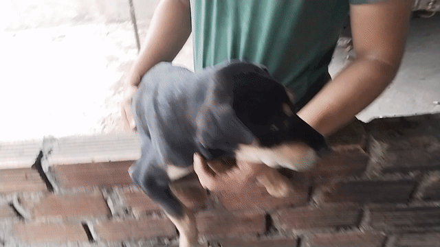 Chó Phú Quốc 6-7kg Vàng, Đen vàng sức khỏe tốt. Mua bán Chó tại Thành phố Thuận An Bình Dương được đăng bởi Đinh Thanh Tùng hình 1