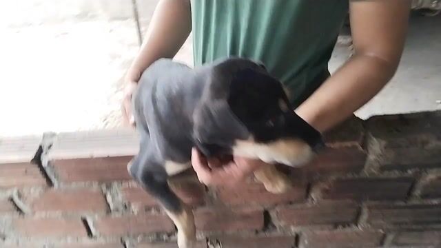 Chó Phú Quốc 6-7kg Vàng, Đen vàng sức khỏe tốt. Mua bán Chó tại Thành phố Thuận An Bình Dương được đăng bởi Đinh Thanh Tùng hình 1