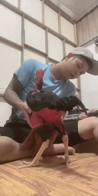 Gà chọi Đen Đỏ Đực. Mua bán Gà tại Huyện Văn Giang Hưng Yên được đăng bởi Mai Anh Bảo hình 1