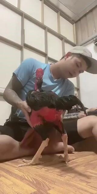 Gà chọi Đen Đỏ Đực. Mua bán Gà tại Huyện Văn Giang Hưng Yên được đăng bởi Mai Anh Bảo hình 1