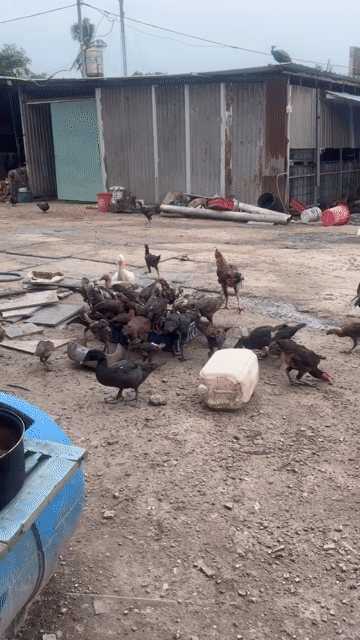 Gà ta thả vườn Rau cỏ. Mua bán Gà tại Thành phố Thuận An Bình Dương được đăng bởi Phụng Nguyễn hình 1