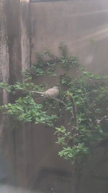 Chim Cu Thái 2 tháng Khỏe mạnh. Mua bán Chim tại Thành phố Vũng Tàu Bà Rịa - Vũng Tàu được đăng bởi Nguyen Duy Hien hình 1