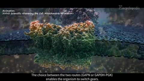 Gear Shifting in Biological Energy Transduction