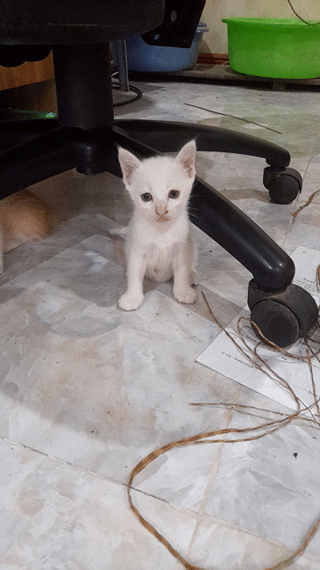 4 bé mèo ,3 trắng , 1 vàng trắng ta lai ald 1thang. Mua bán Mèo tại Quận Bắc Từ Liêm Hà Nội được đăng bởi Lâm Nguyễn hình 1