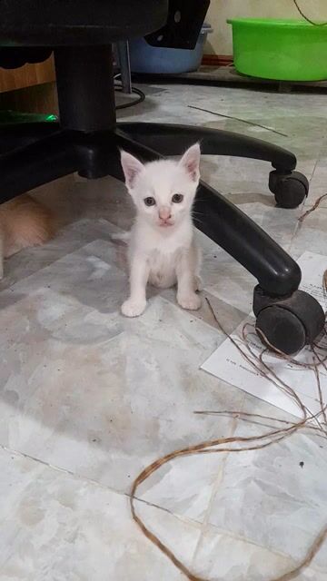 4 bé mèo ,3 trắng , 1 vàng trắng ta lai ald 1thang. Mua bán Mèo tại Quận Bắc Từ Liêm Hà Nội được đăng bởi Lâm Nguyễn hình 1