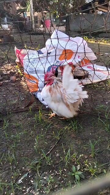 Cần thanh lý cặp gà kiểng. Mua bán Gà tại Huyện Cái Bè Tiền Giang được đăng bởi Đoàn Tới hình 1