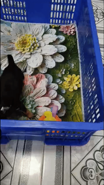 Chó Chihuahua Đực Đen vàng Đã tiêm 1 mũi. Mua bán Chó tại Quận Bình Thạnh Tp Hồ Chí Minh được đăng bởi Lỳ hình 1