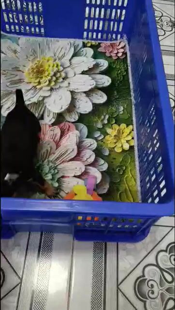 Chó Chihuahua Đực Đen vàng Đã tiêm 1 mũi. Mua bán Chó tại Quận Bình Thạnh Tp Hồ Chí Minh được đăng bởi Lỳ hình 1