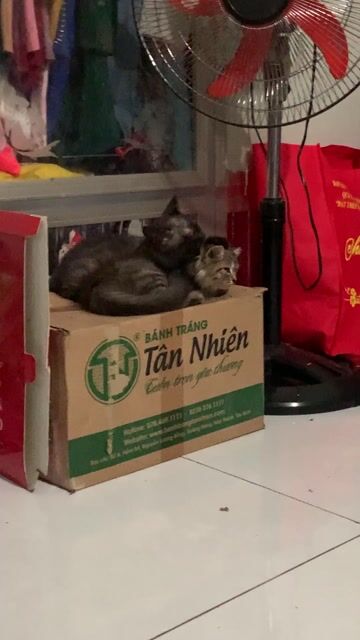 Mèo Tabby lông dài Nâu sọc. Mua bán Mèo tại Quận Gò Vấp Tp Hồ Chí Minh được đăng bởi zitrong.withlove hình 1