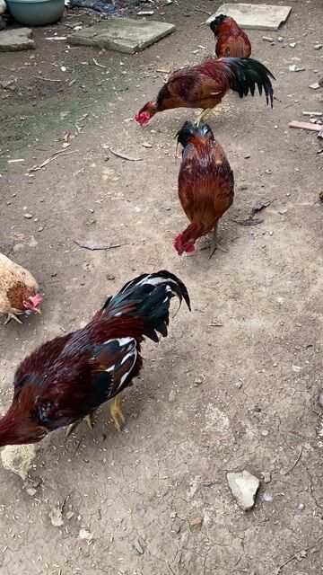 gà lông 2k3 trở lên gà còn tơ. Mua bán Gà tại Huyện Gò Công Tây Tiền Giang được đăng bởi Lê công phước hình 1