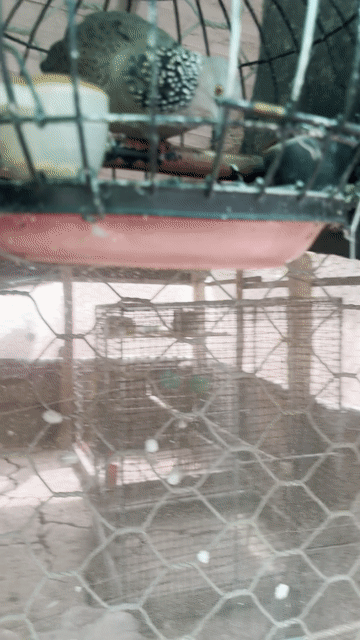 Chim cu gáy mái 2 năm. Mua bán Chim tại Huyện Cù Lao Dung Sóc Trăng được đăng bởi Khánh Suri hình 1