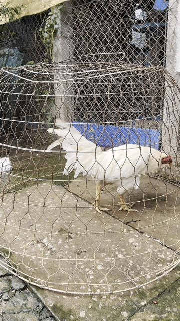 úa siu mỹ thay lông. cán vuông. Mua bán Gà tại Thành phố Châu Đốc An Giang được đăng bởi Đức Khải hình 1