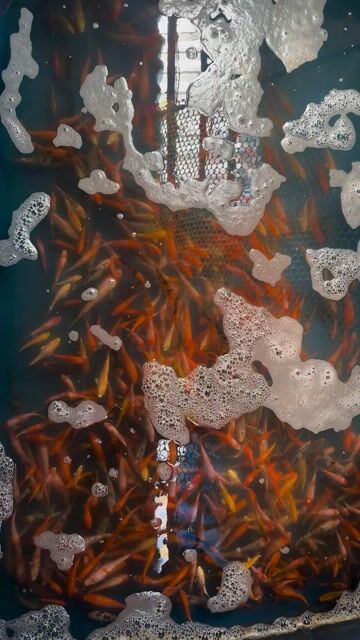 Cá koi mini nhỏ 15 con 100k ae ơi. Mua bán Thú cưng khác tại Quận Liên Chiểu Đà Nẵng được đăng bởi Trại cá KOI Hoàng Văn Thái hình 1