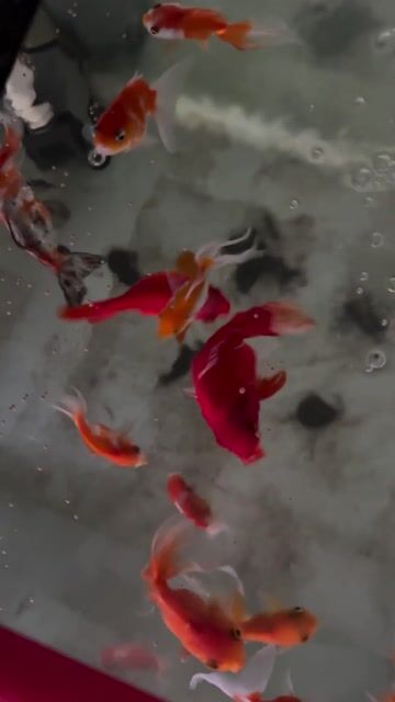 cá vàng 13e nhỏ 2ngón,4e lớn 4ngón. Mua bán Thú cưng khác tại Quận Sơn Trà Đà Nẵng được đăng bởi vũ hình 1