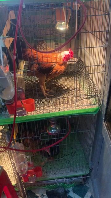 Gà nọc Nâu đen trống Mùa 2. Mua bán Gà tại Quận Ninh Kiều Cần Thơ được đăng bởi Pham thanh thoi hình 1