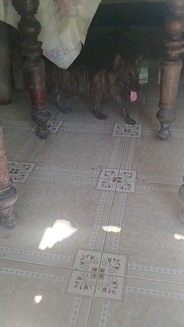 Chó Phú Quốc vện tuyệt đẹp. Mua bán Chó tại Huyện Bình Chánh Tp Hồ Chí Minh được đăng bởi Anh nông dân da đen hình 1