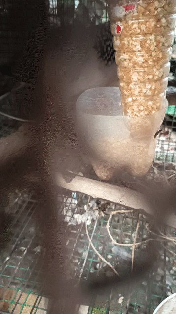 Chim bồ câu Malai nâu xám đang sinh sản. Mua bán Chim tại Huyện Trảng Bom Đồng Nai được đăng bởi Huynh hoà hình 1