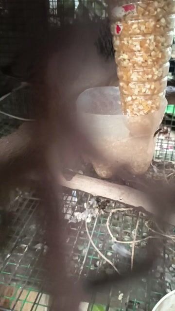 Chim bồ câu Malai nâu xám đang sinh sản. Mua bán Chim tại Huyện Trảng Bom Đồng Nai được đăng bởi Huynh hoà hình 1