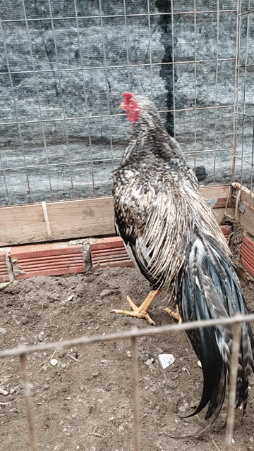Gà chọi Đen trắng 2.5kg Cùng tháng. Mua bán Gà tại Quận 12 Tp Hồ Chí Minh được đăng bởi gà nòi sanh sữa  hình 1