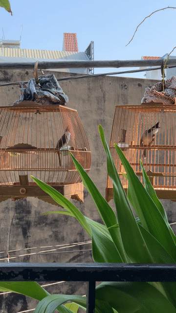Chim 1 mùa lông mới phách lanh cầu. Mua bán Chim tại Quận Bình Tân Tp Hồ Chí Minh được đăng bởi Lê Phước hình 1