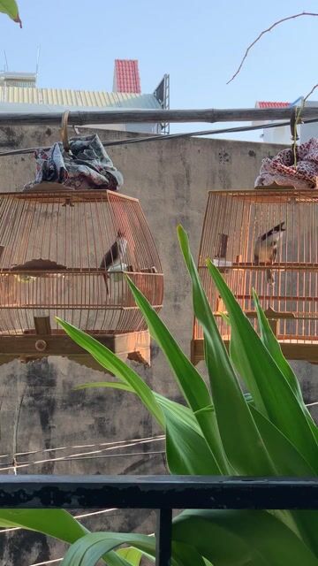 Chim 1 mùa lông mới phách lanh cầu. Mua bán Chim tại Quận Bình Tân Tp Hồ Chí Minh được đăng bởi Lê Phước hình 1