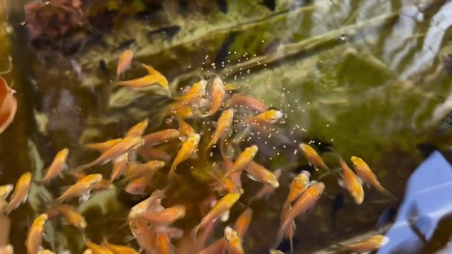 Cá chép sư tử Vàng Mini. Mua bán Thú cưng khác tại Huyện Bình Chánh Tp Hồ Chí Minh được đăng bởi MR Cộng hình 1