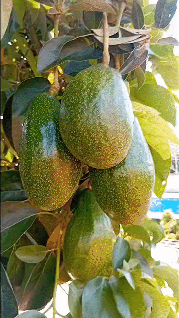 Bơ sáp Cường Thư Buôn Ma Thuột. Mua bán Đồ ăn, thực phẩm và các loại khác tại Huyện Cư M'gar Đắk Lắk được đăng bởi viet hình 1